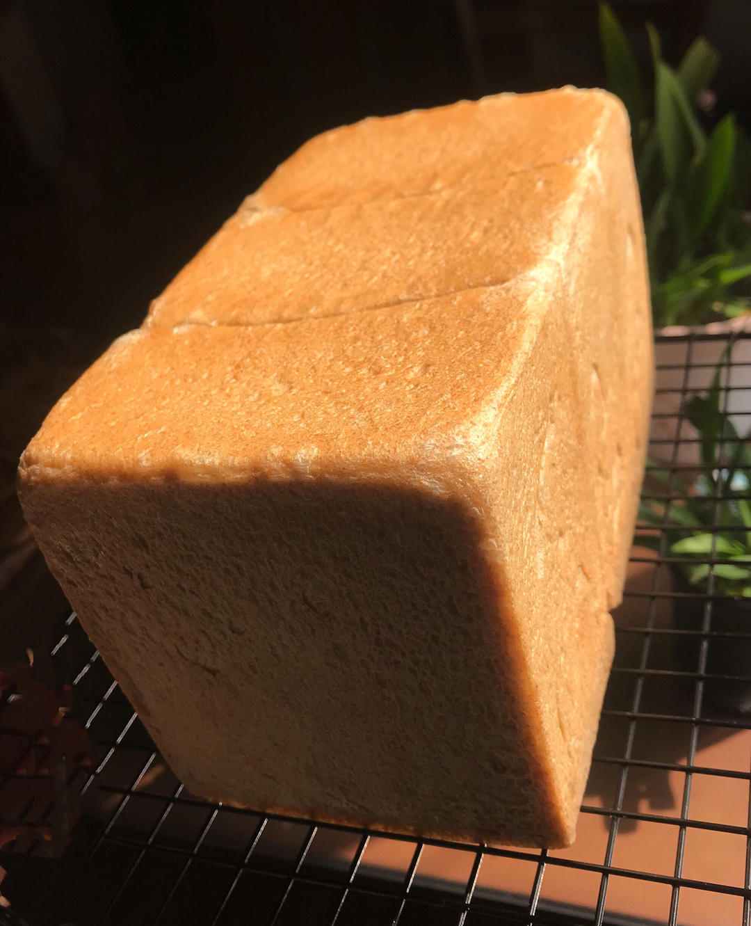 波兰种全麦吐司