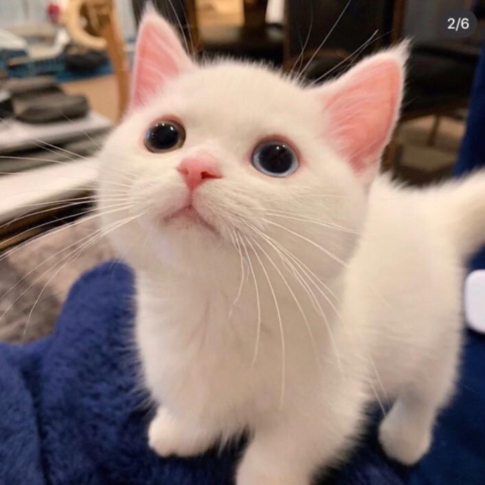 爱做饭的老Tom