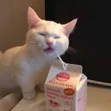 iiiiiris_