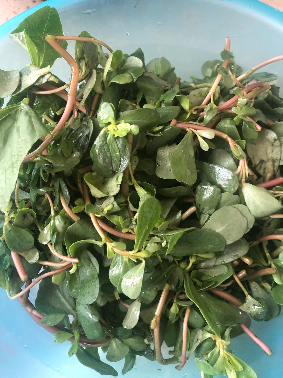 刀切奶香馒头【8月北鼎蒸炖锅食谱】