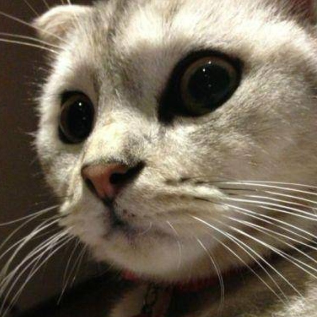 花瓣无言猫