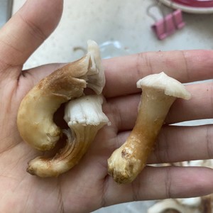 简易烤箱料理烤香菇根素肉干伪肉干的做法步骤图 懒得洗碗所以尽量省事 下厨房