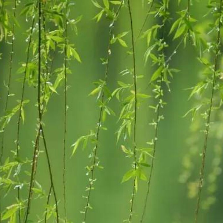 手机用户0518_oia1