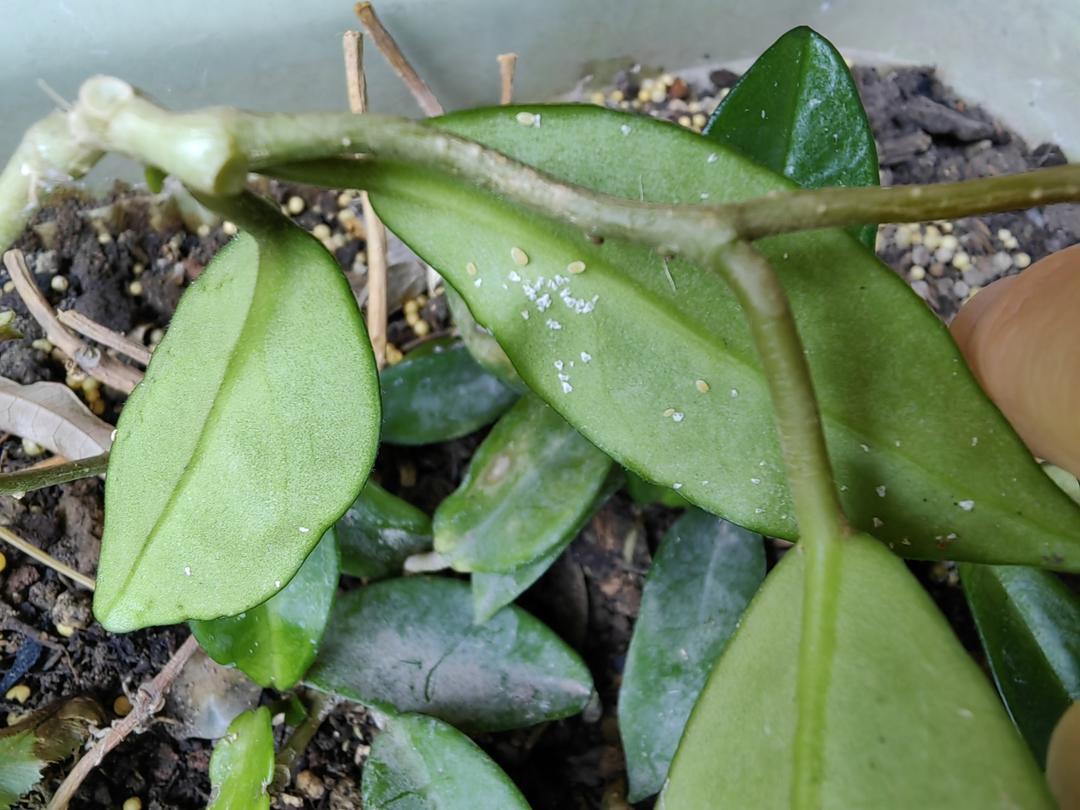 不用农药除蚜虫、蚧壳虫的做法