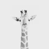 LeonTheGiraffe