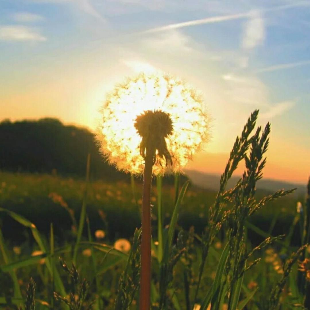愿随春风寄燕然