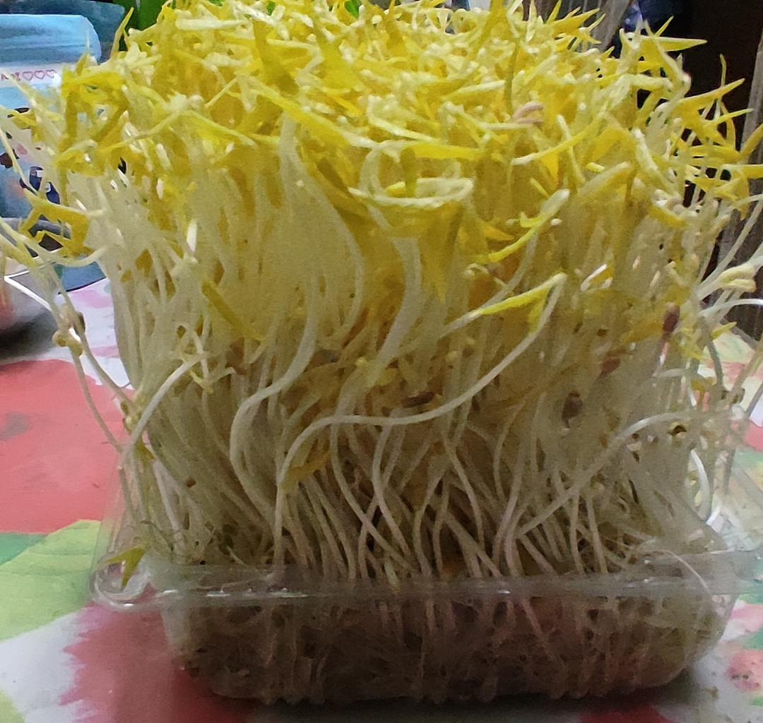 绿豆芽自制的健康