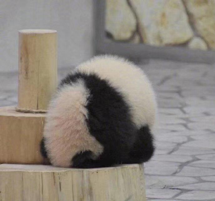 惊艳又开胃：凉拌手撕杏鲍菇（鸡腿菇）