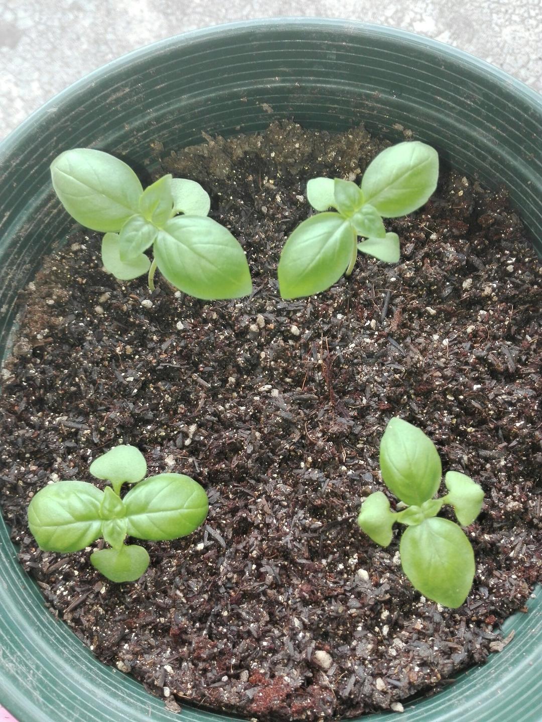 在阳台养花种草

是一种生活情趣