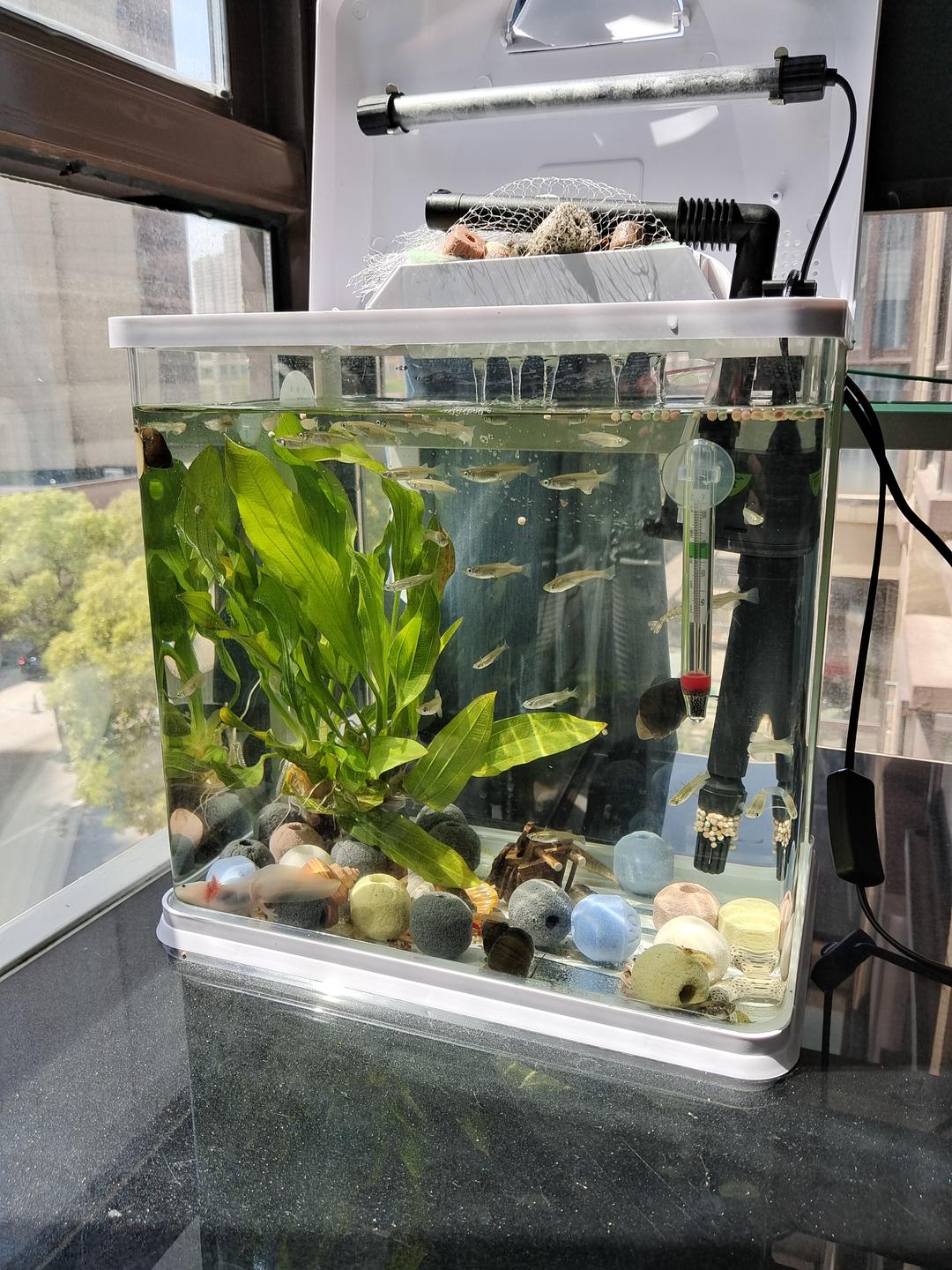 风景q