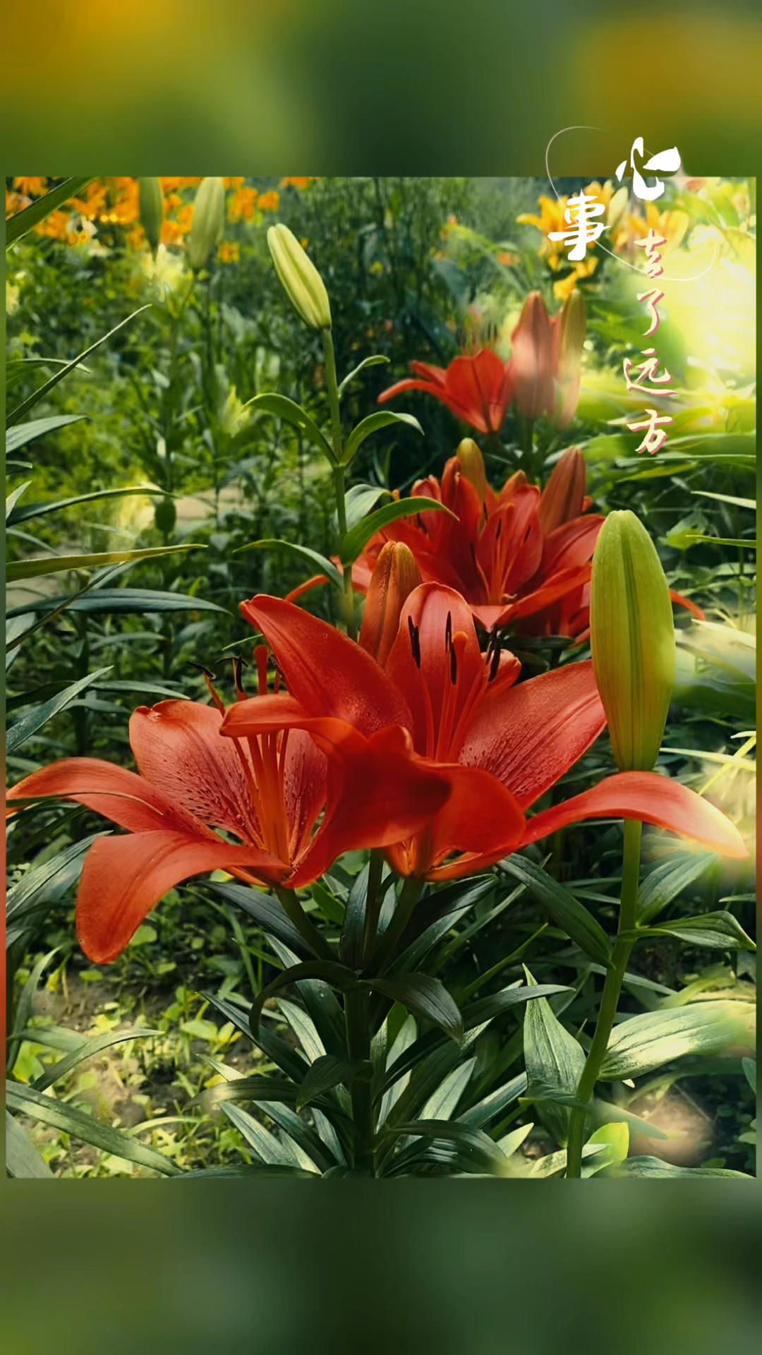 我的小菜园