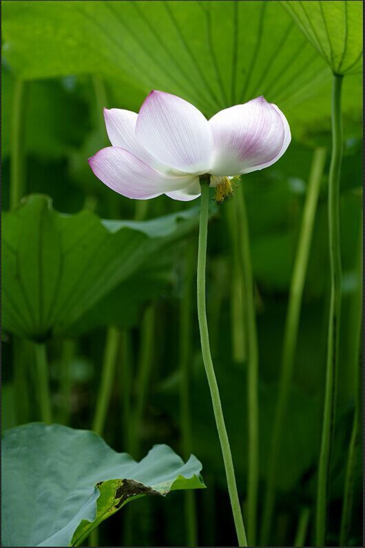 繁花若静