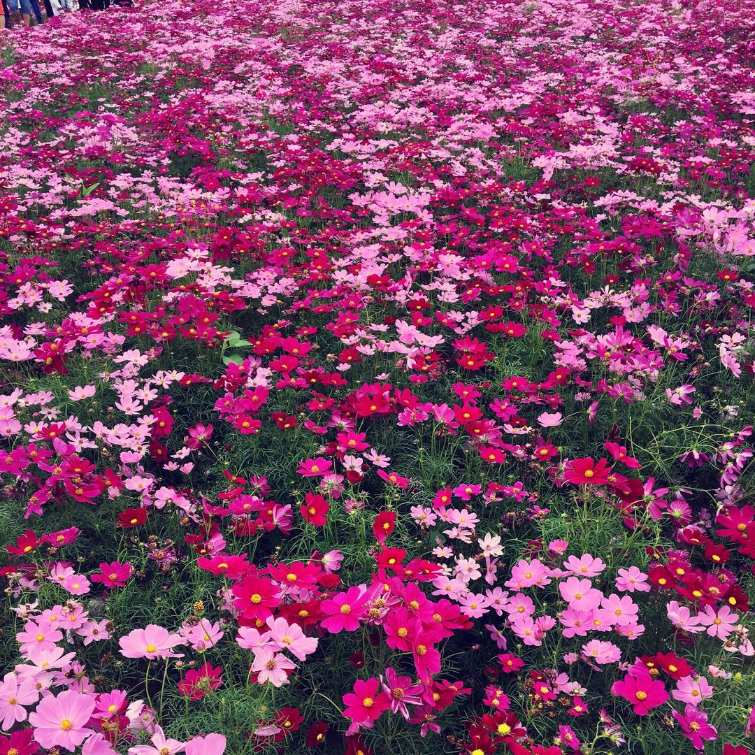 芄仔