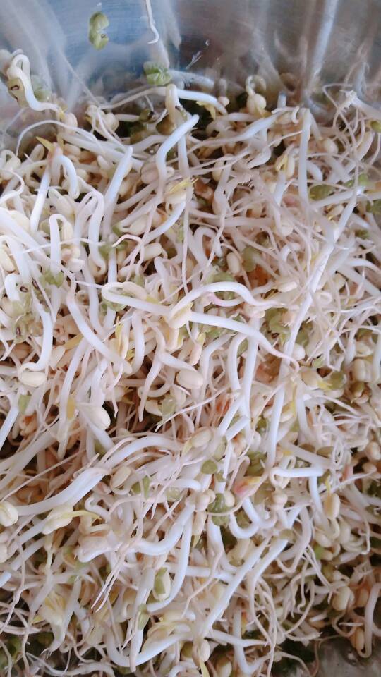 自发豆芽（可乐瓶发豆芽0失败！）