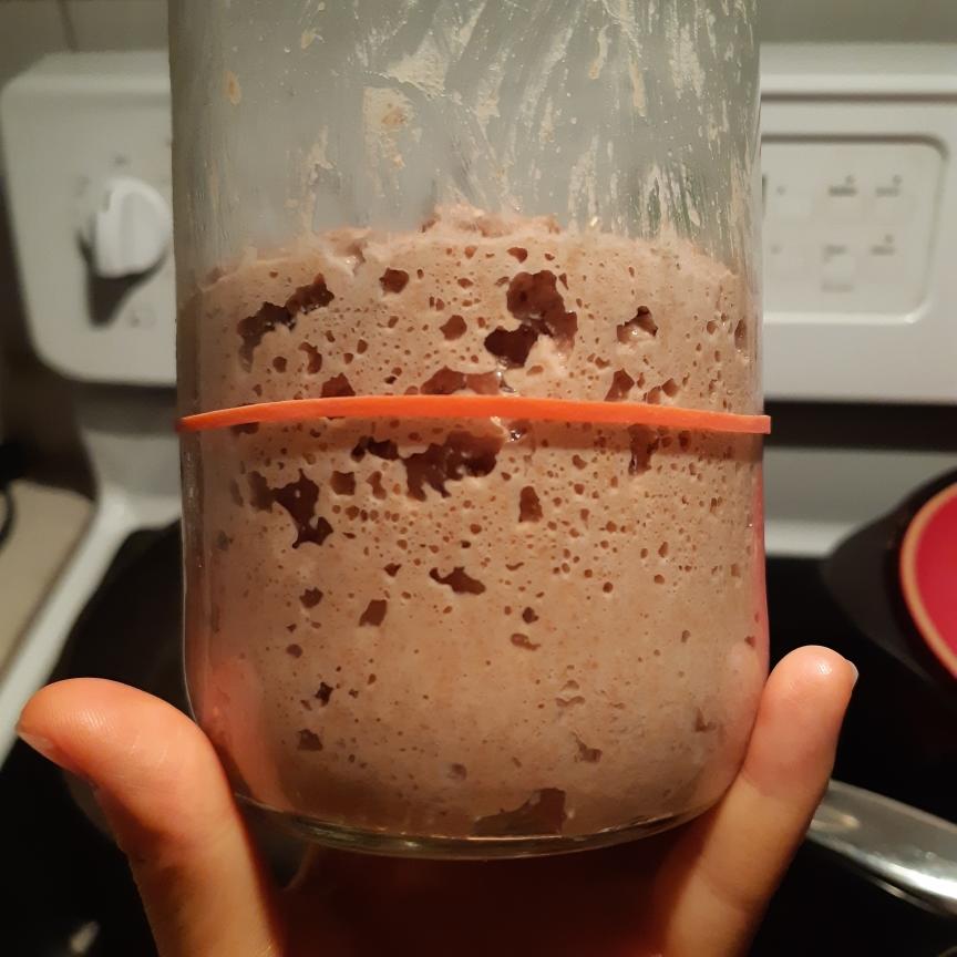 黑麦天然酵母鲁邦种喂养记录(rye sourdough starter journal)的做法