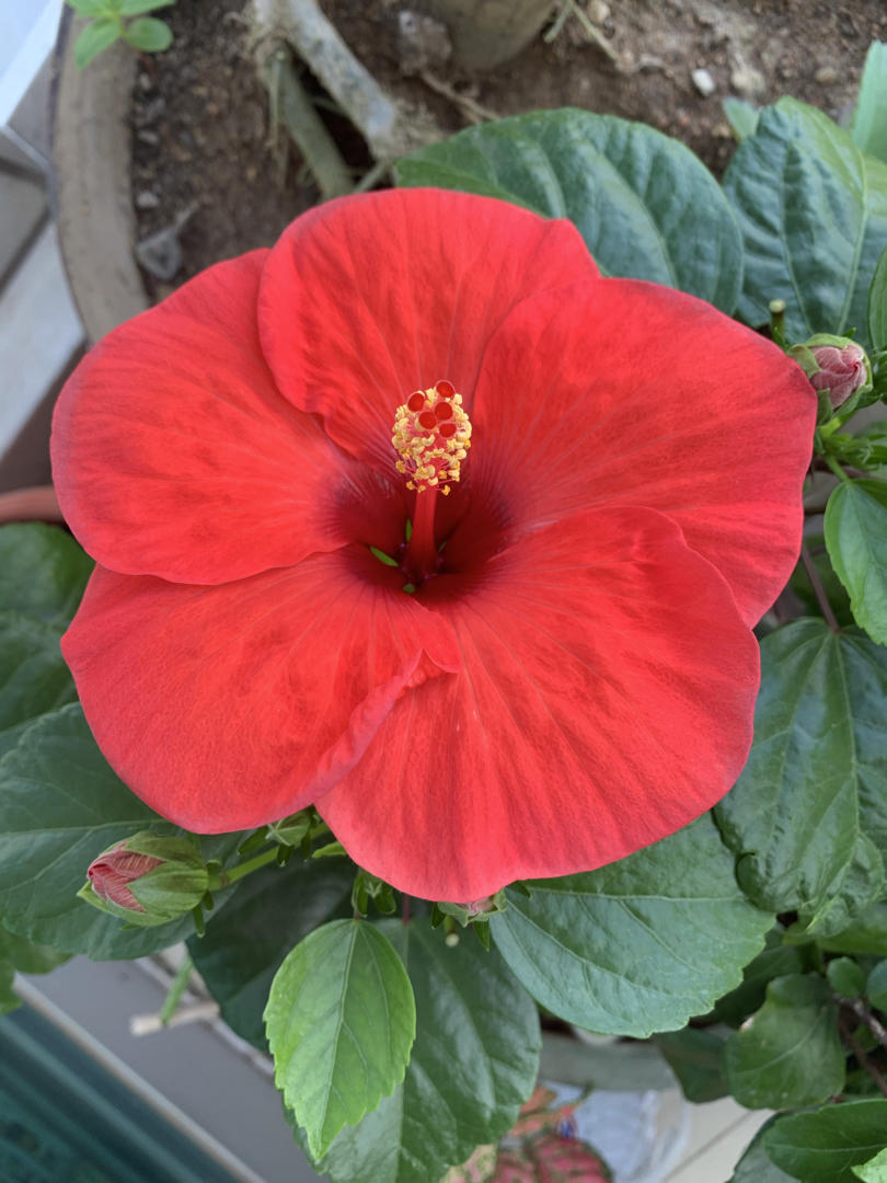 My secret garden