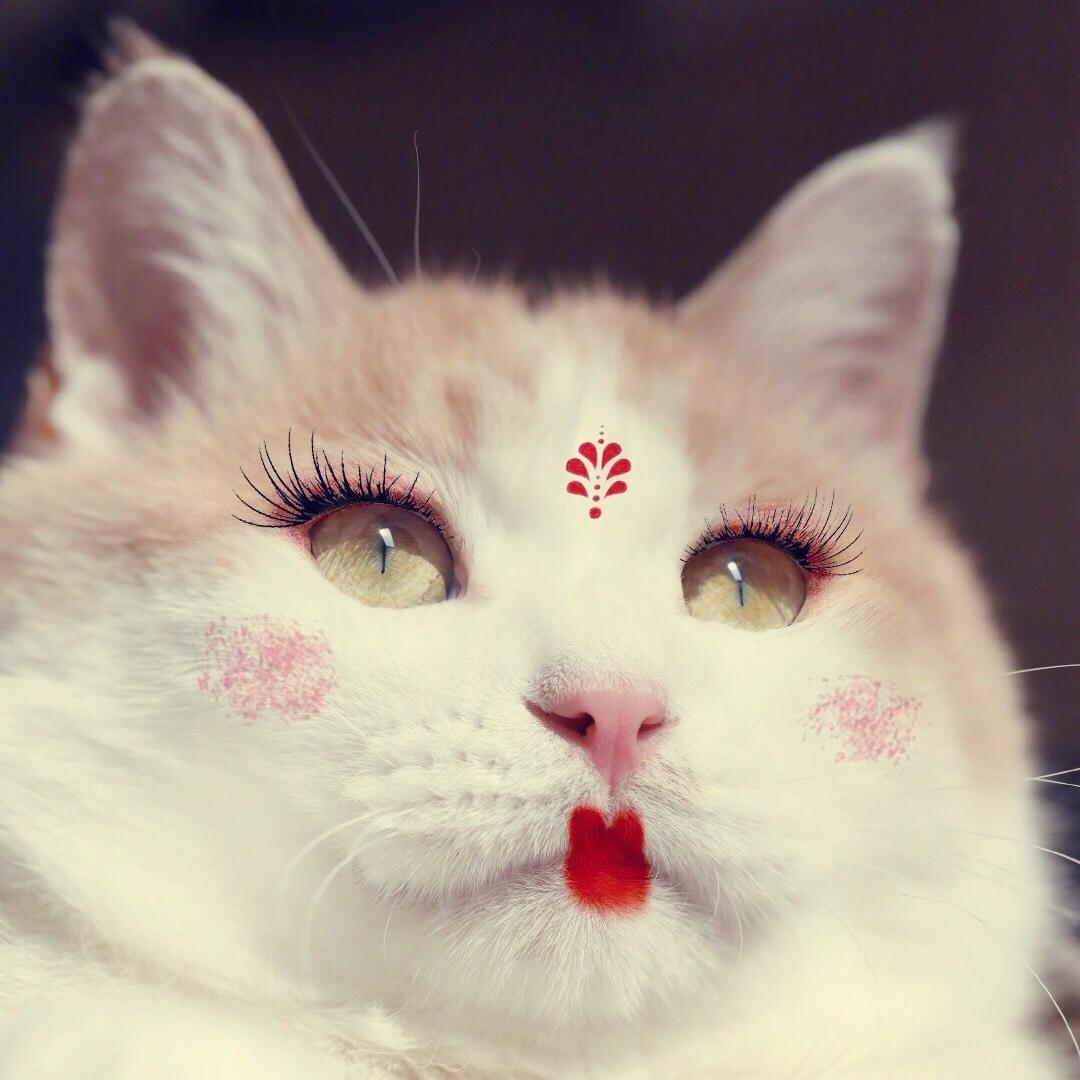 丹丹丹阳