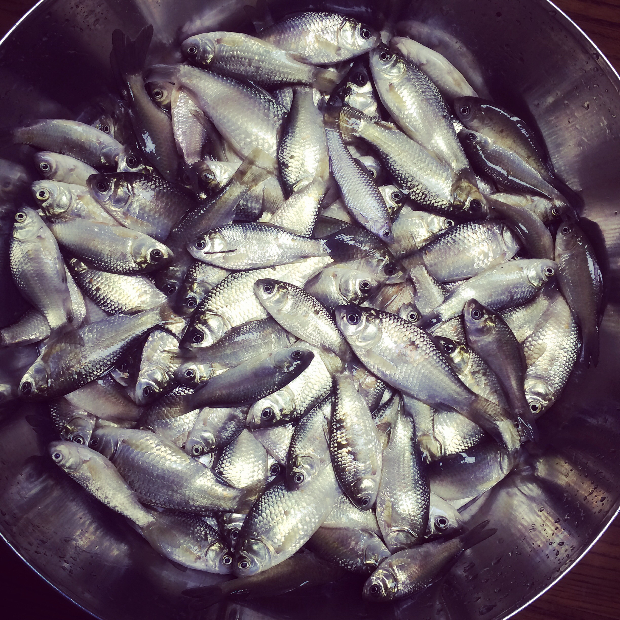 【杀小小鱼图片】ilan酱_下厨房