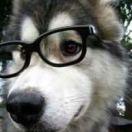 中华小当家的二哈