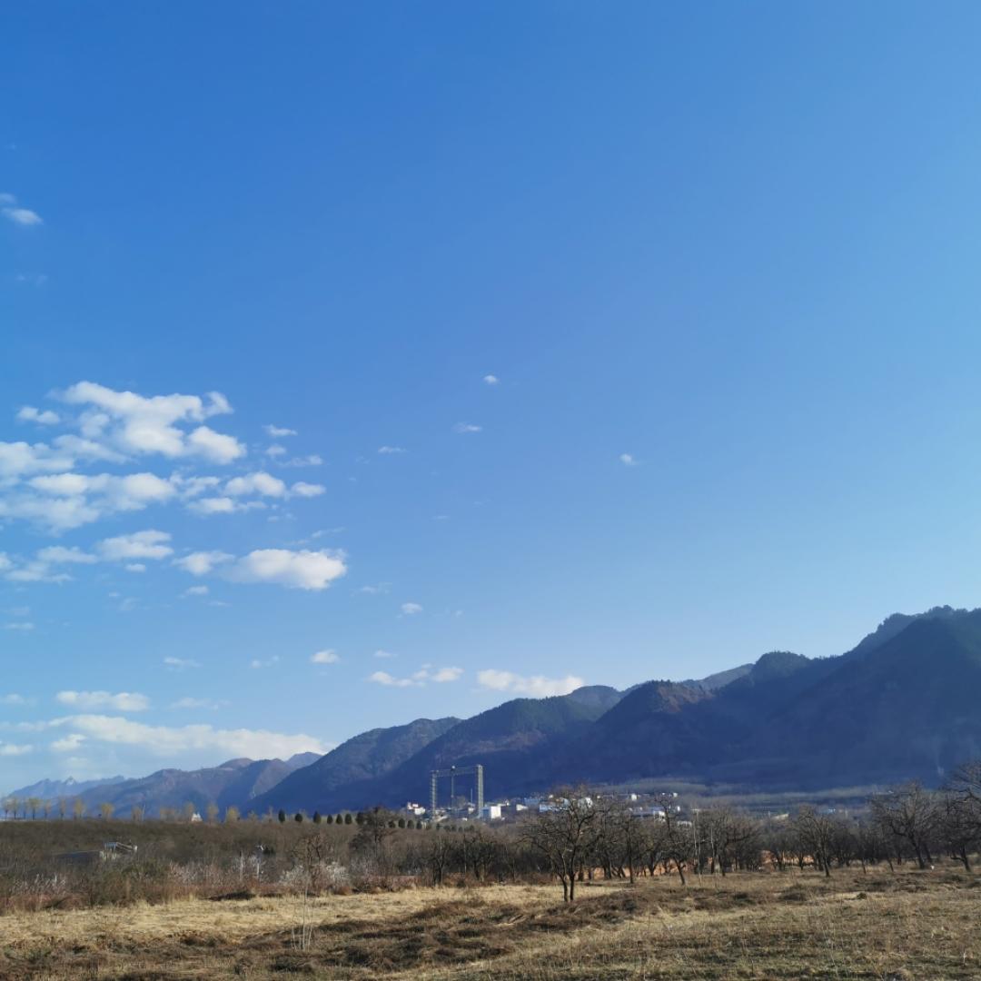 小杉树要加油