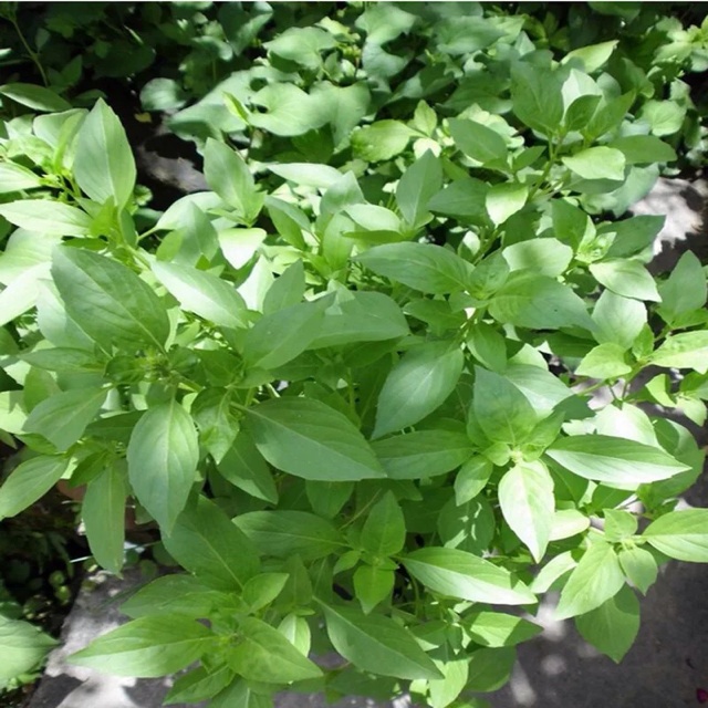 神奇去脂瘦身汤