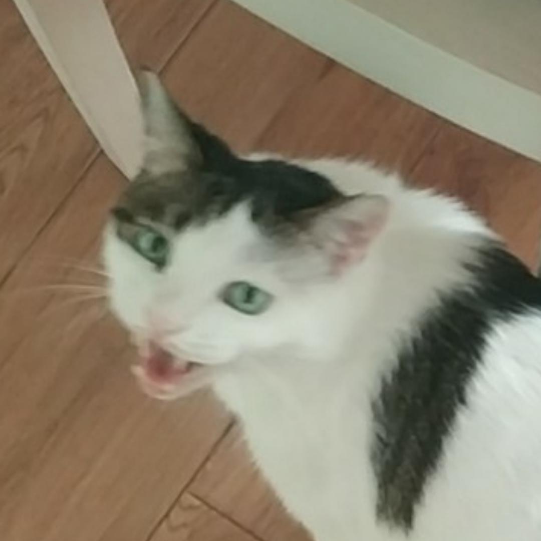 klpp