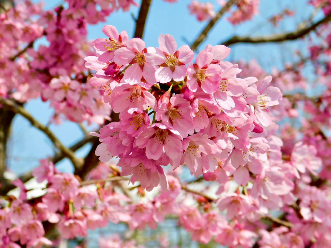 草莓苹果小番茄