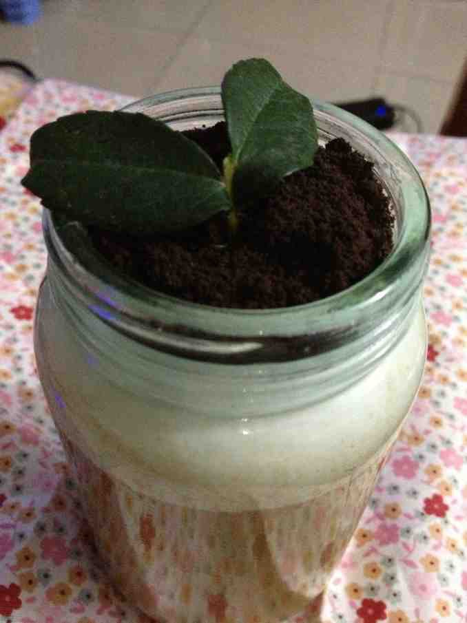 盆栽奶茶