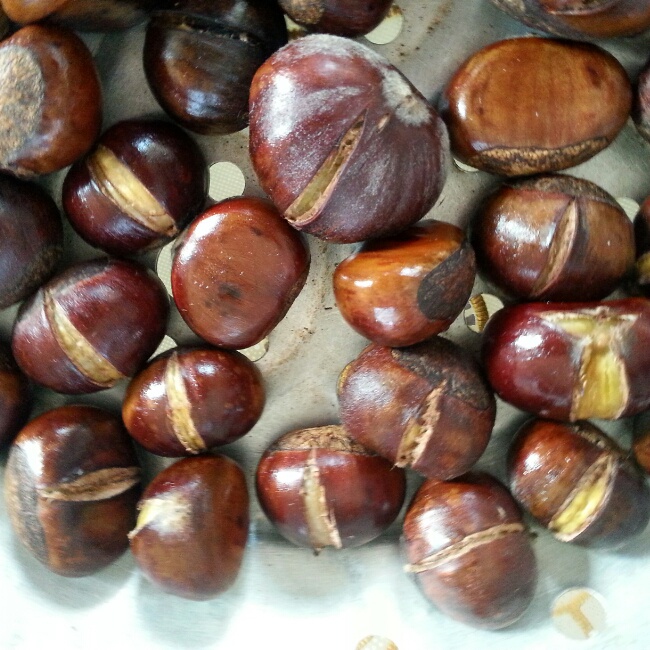 慵懒美丽的栗子