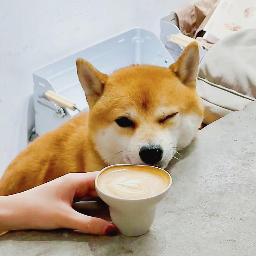 小阿鲤妹