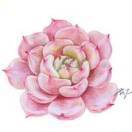 五星缺钱的栗子