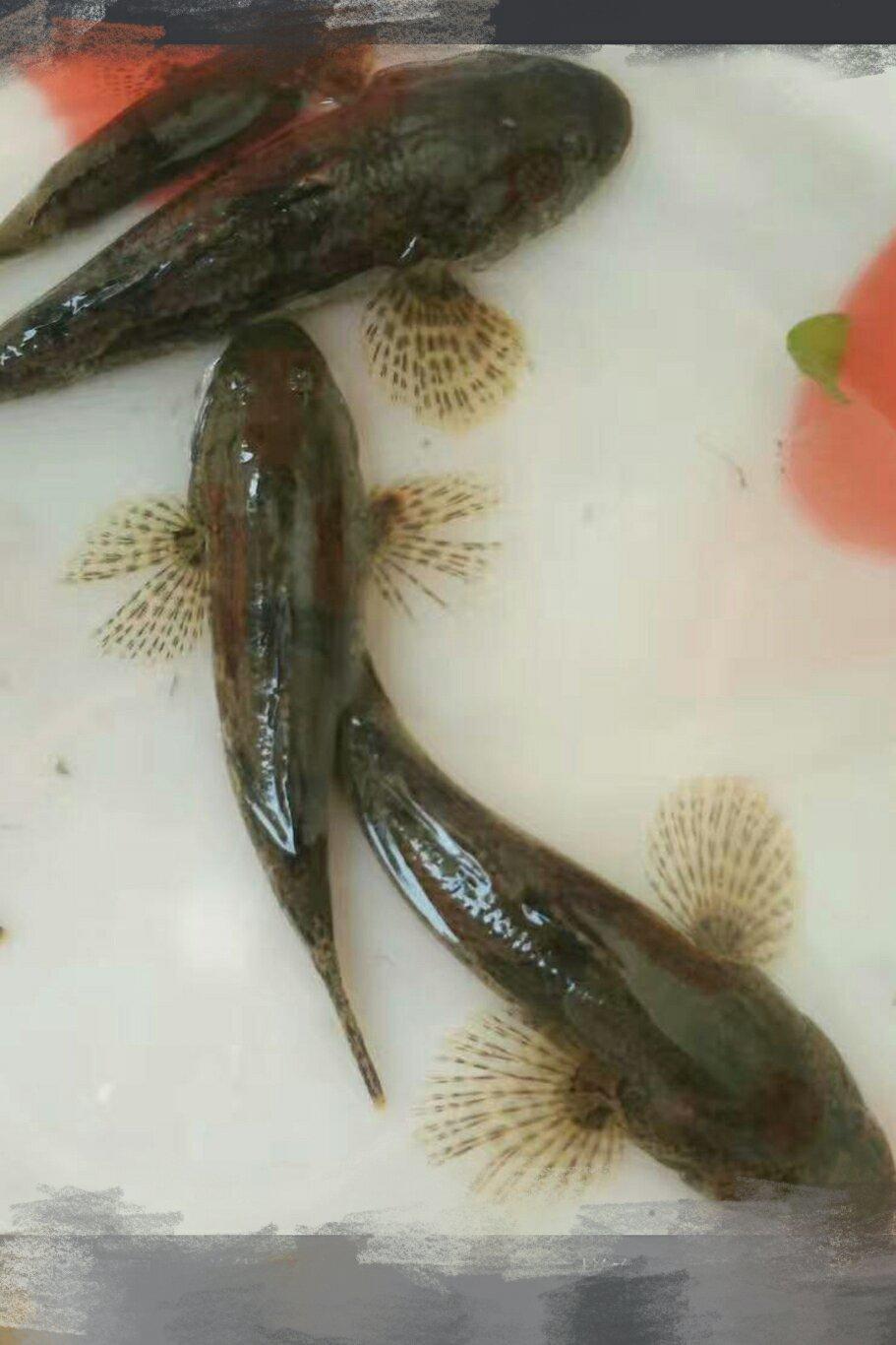 时间醉鬼做的塘鳢鱼炖蛋