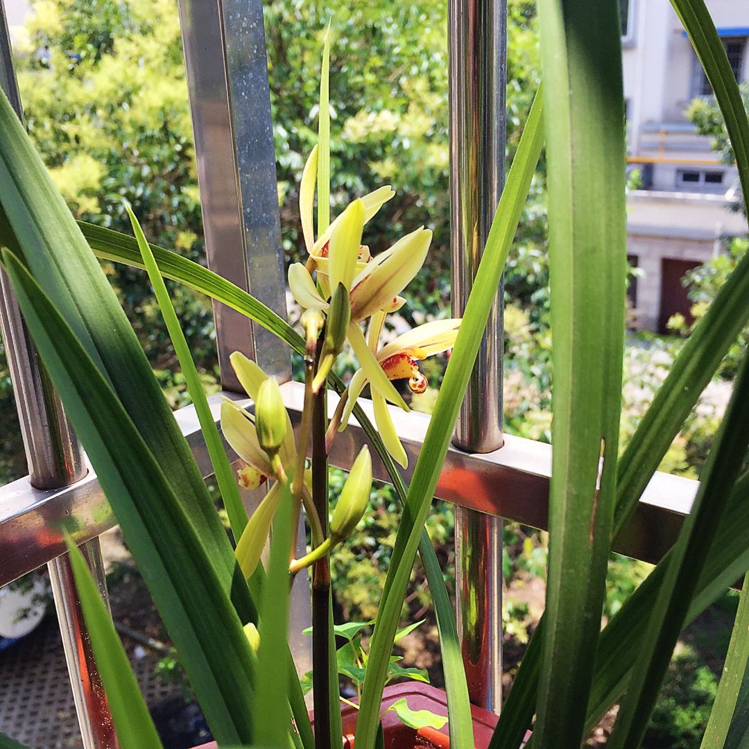 浅浅的，爱你很久…