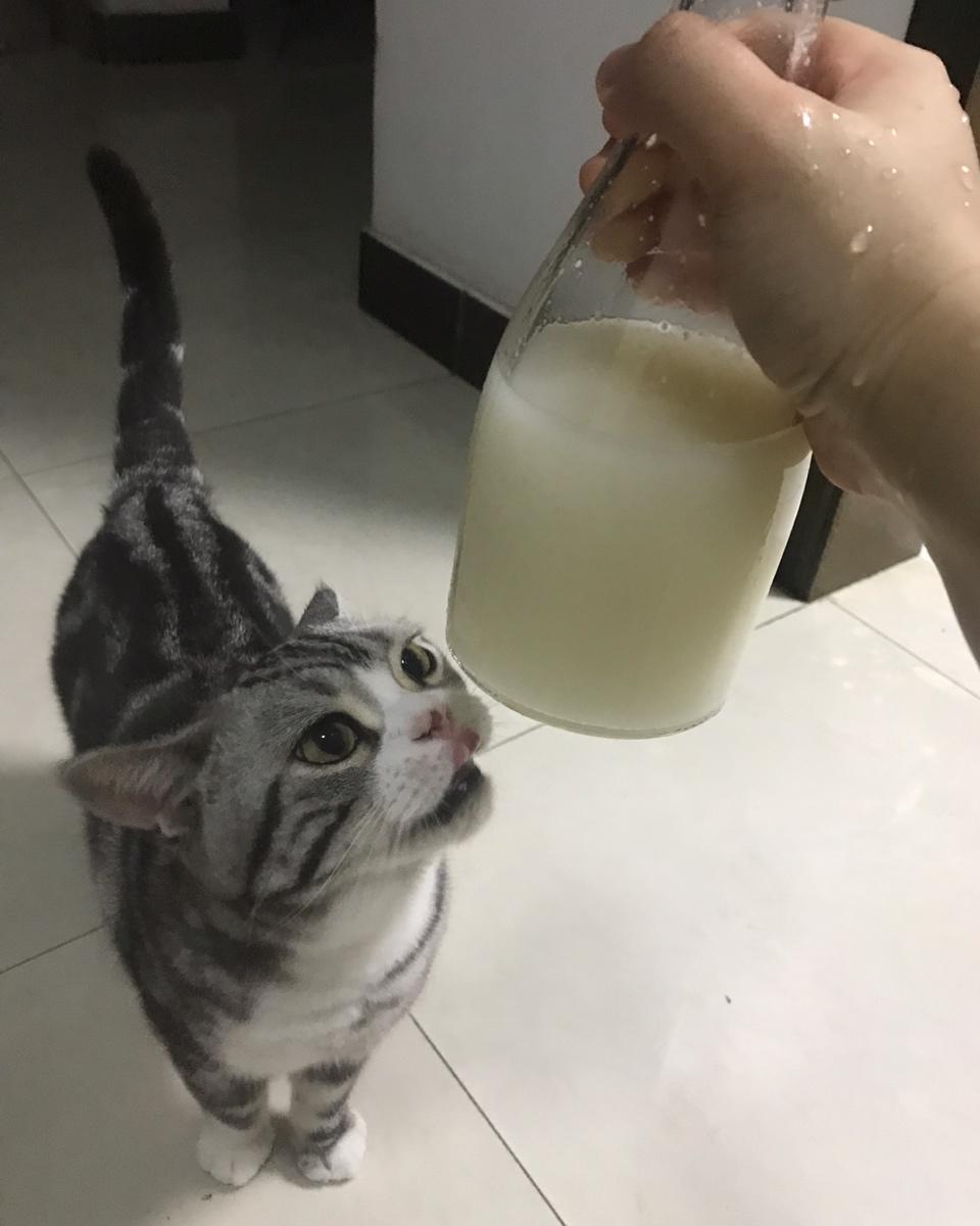 6分钟自制米酒【省事米酒最简易的打开方式】ヽ(•̀ω•́ )ゝ自制酒糟.醪糟.酒酿
