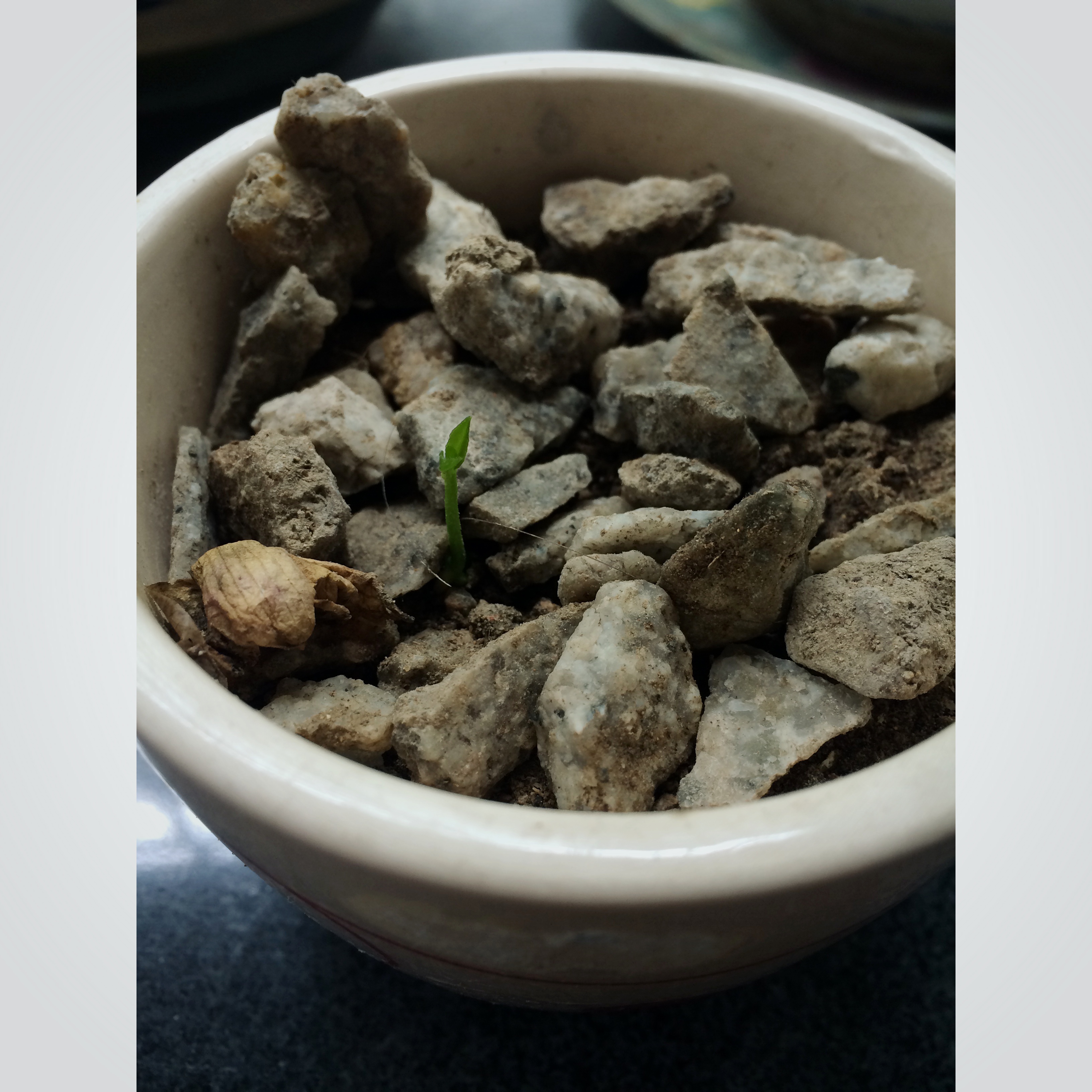 种一杯随取随用的柠檬叶