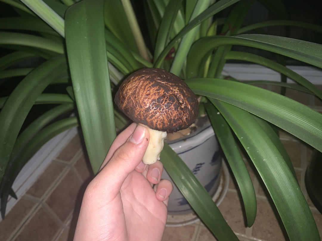 蘑菇馒头 北鼎蒸炖锅食谱