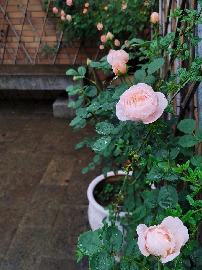 燕麦能量棒 一根就管饱，能量超级加倍