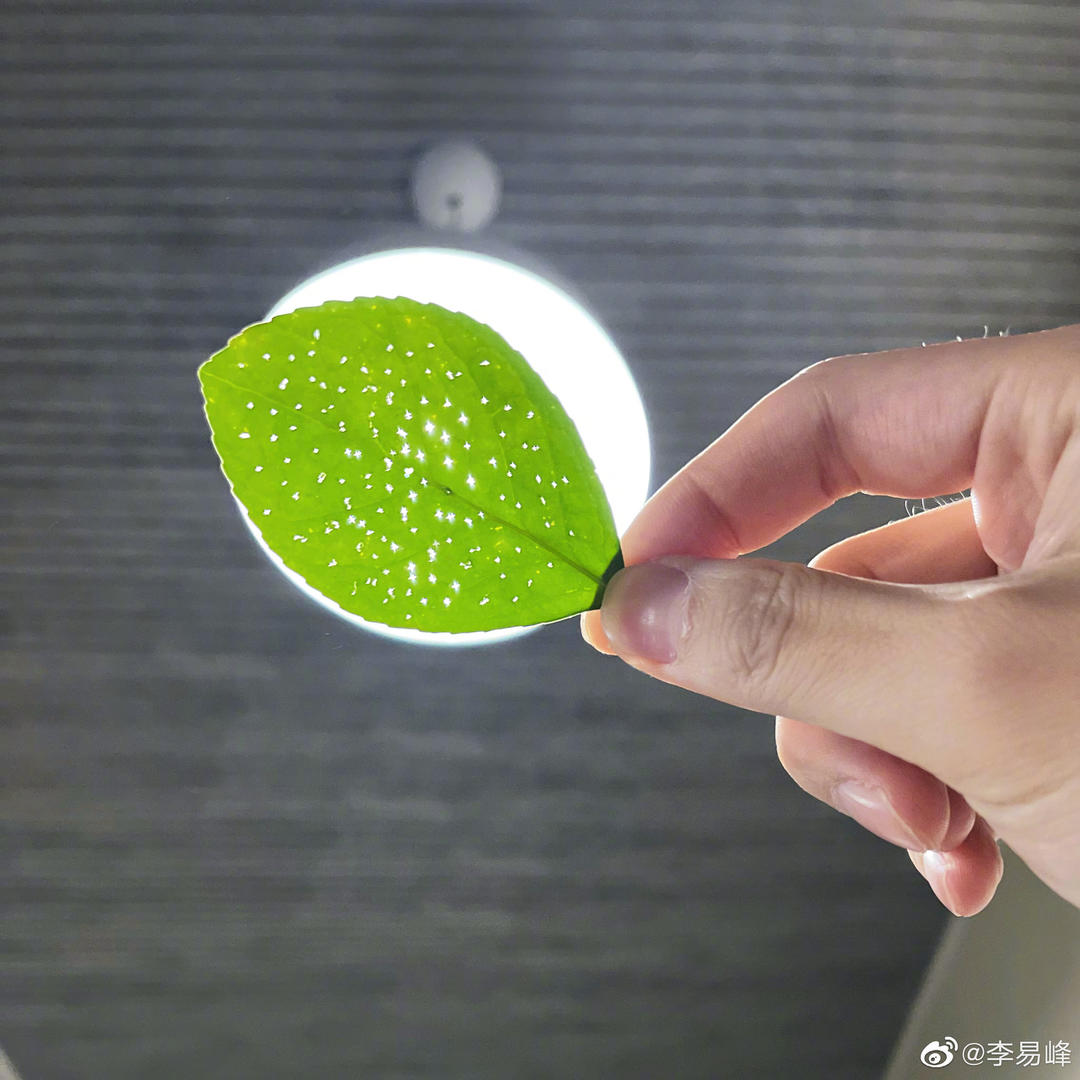 Mr_Peter_Pan是勋勋