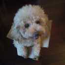 手机用户8235_15v4