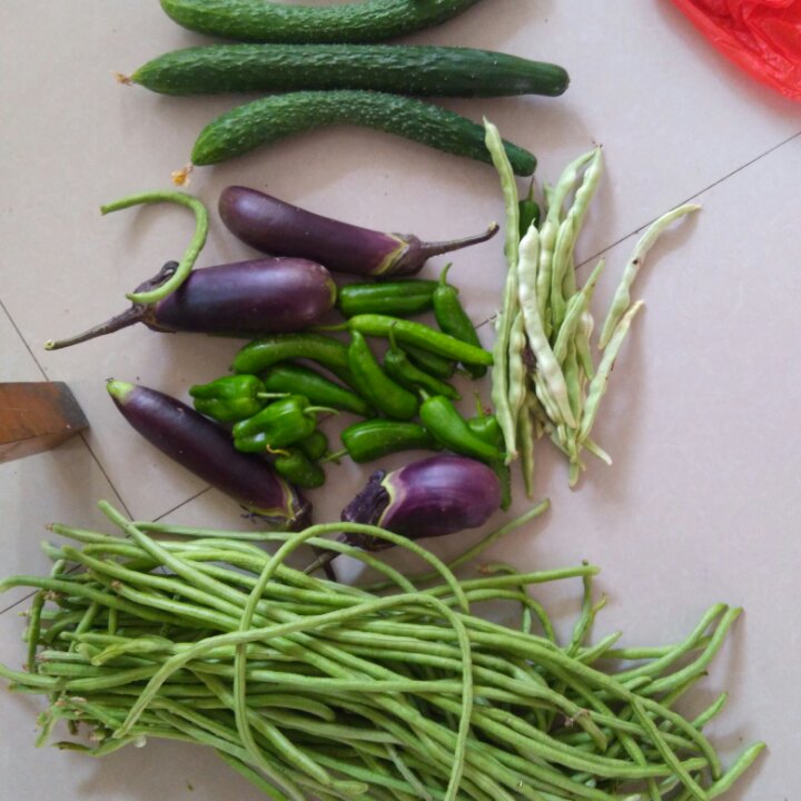 我的菜地，我的菜
