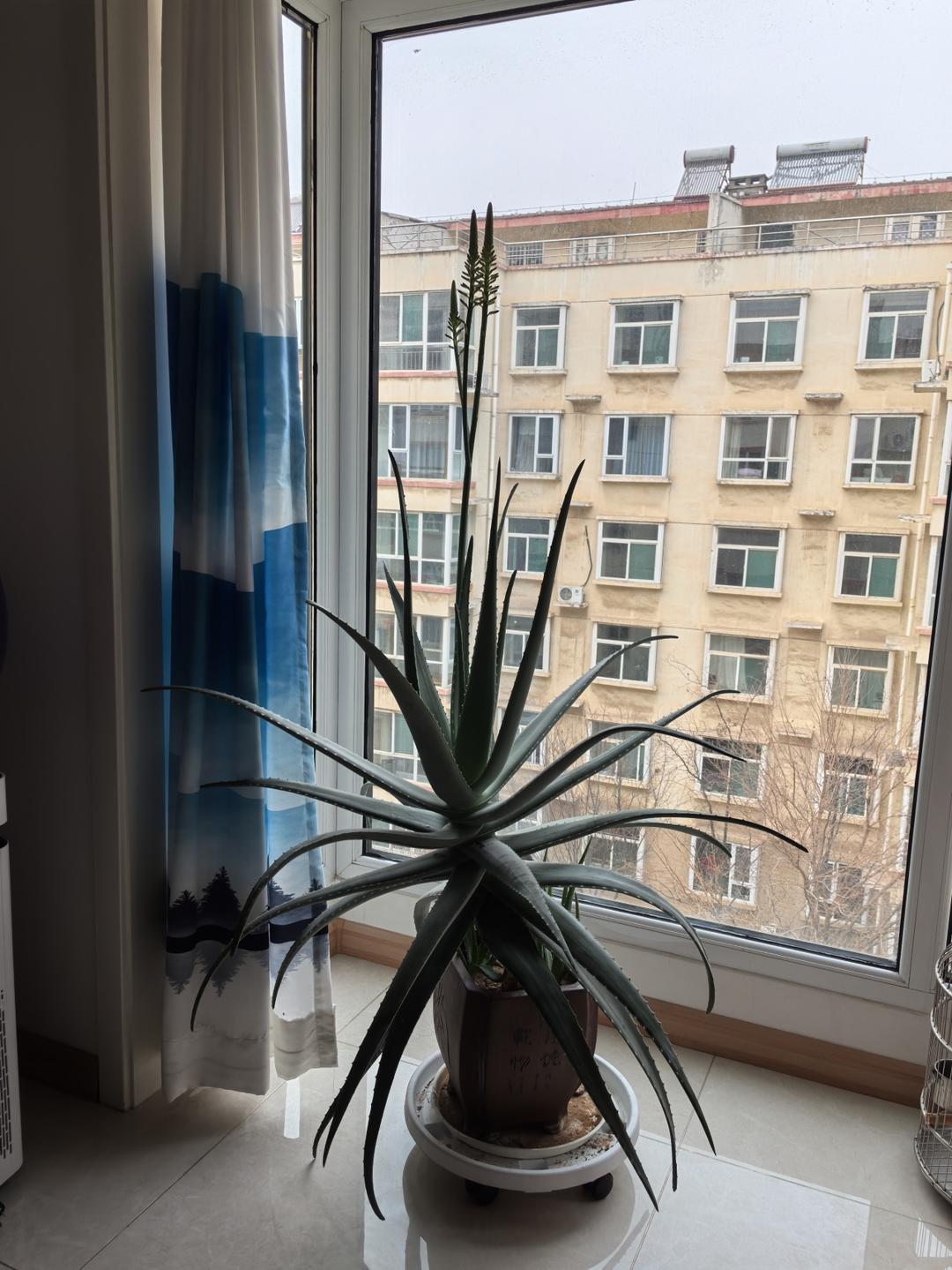 吃芦荟啦