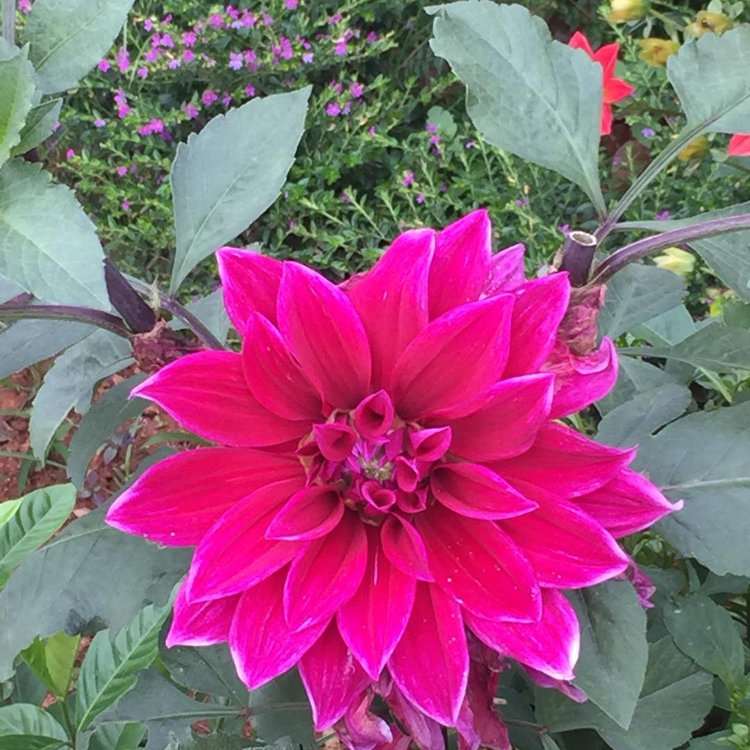 静待花开满屋