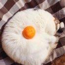 抱着喵仔就狂吸