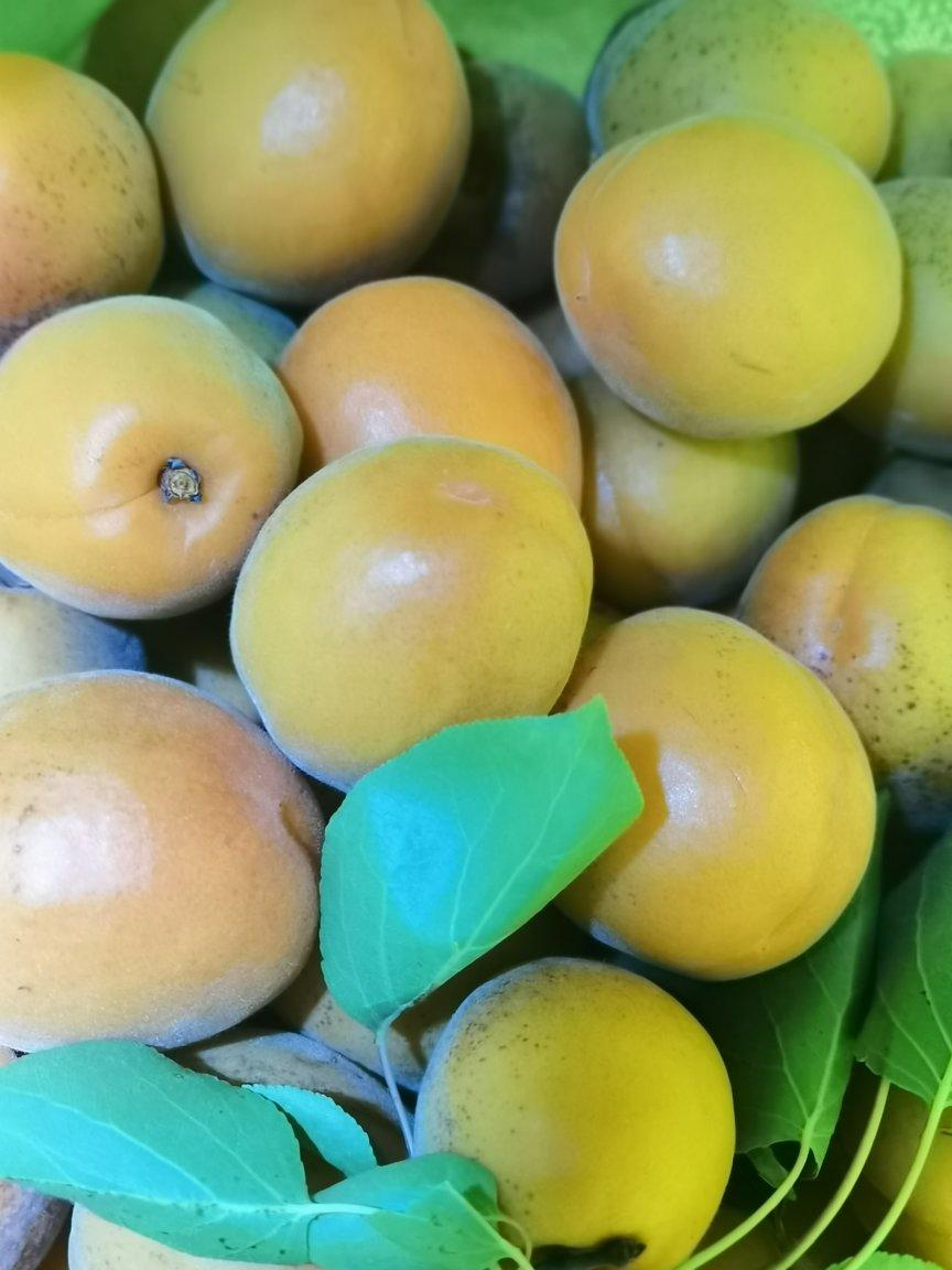 杏儿季节即将来临，手工的杏干试一下？可不一样了