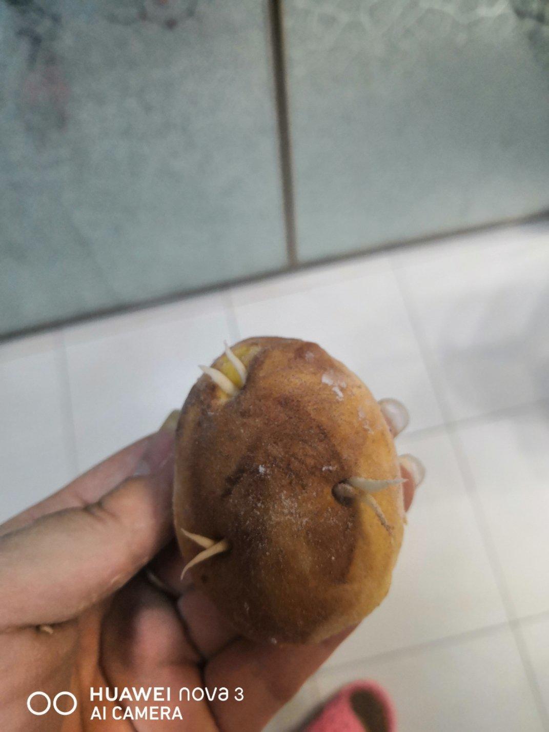 (土豆)馒头