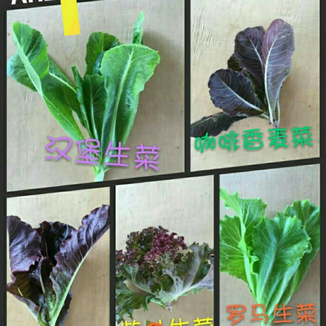 虫宝优