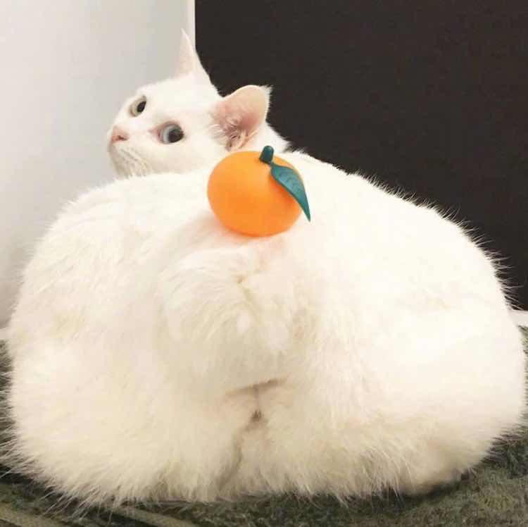 啦啦啦小鳄梨
