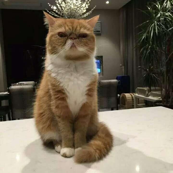 一条很菜的酸菜鱼