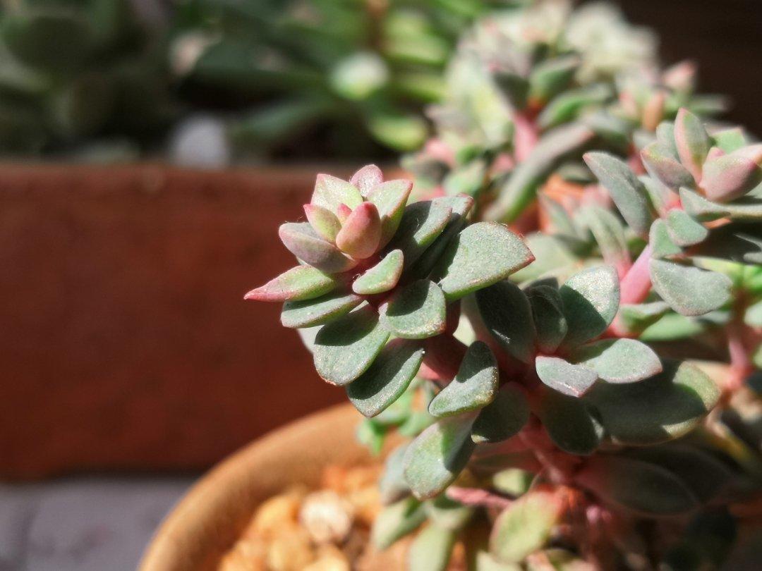 喵的面包吐司🍞糕糕🍰