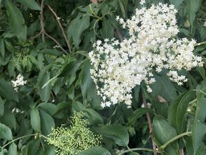 Elderflower Cordial清凉夏日的一抹馨香 自制接骨木花糖浆的做法 步骤1